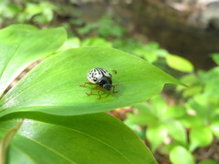 Calligrapha multipunctata
