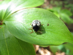 Calligrapha multipunctata