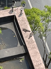 Streptopelia chinensis