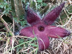 Stapelia grandiflora