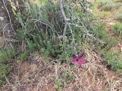 Stapelia grandiflora