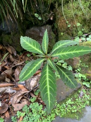Impatiens omeiana