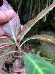 Impatiens omeiana
