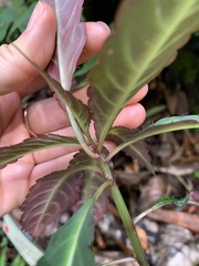 Impatiens omeiana