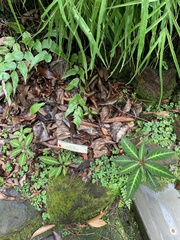 Impatiens omeiana