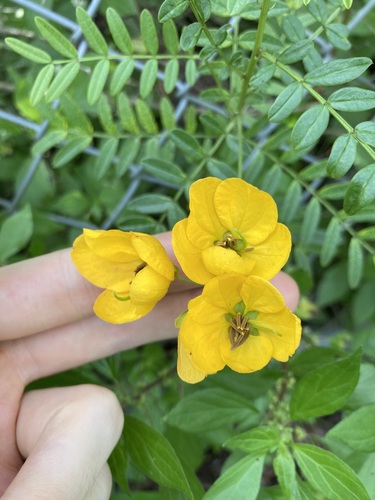 Senna barronfieldii, photograph 3