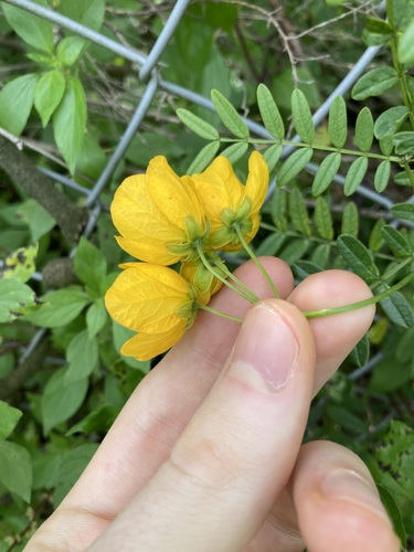 Senna barronfieldii, photograph 5