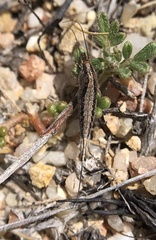 Machilinus aurantiacus