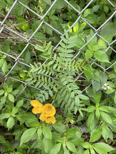 Senna barronfieldii, photograph 4