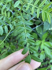 Senna barronfieldii