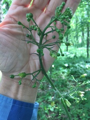 Scrophularia lanceolata