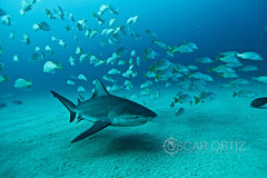 Carcharhinus leucas