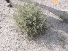 Nerisyrenia camporum