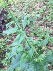 Scrophularia lanceolata