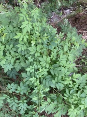 Solanum seaforthianum