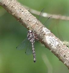 Austroaeschna subapicalis