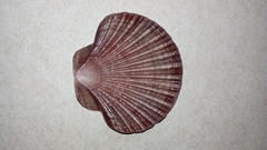 Pectininae