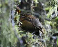 Grallaria saturata