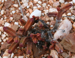 Crassula pyramidalis