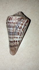 Conus regularis