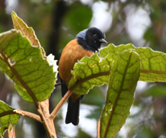 Conirostrum sitticolor