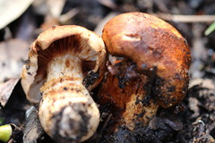 Tricholoma austrocolossus