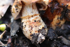 Tricholoma austrocolossus