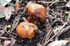 Tricholoma austrocolossus