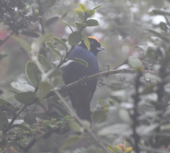 Iridosornis rufivertex