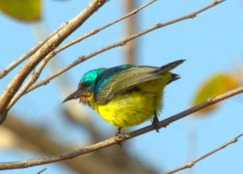 Collared Sunbird