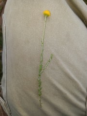 Pentzia globosa