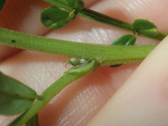 Senna barronfieldii
