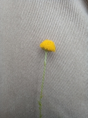 Pentzia globosa