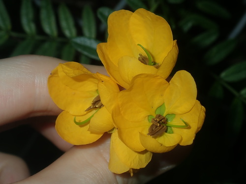 Senna barronfieldii, photograph 1