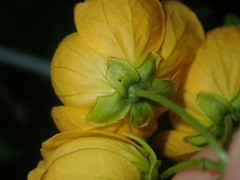 Senna barronfieldii