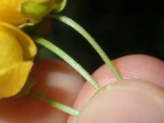 Senna barronfieldii