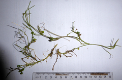 Cardamine panatohea