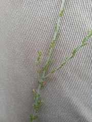 Pentzia globosa