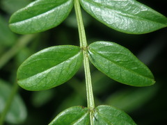 Senna barronfieldii