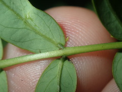 Senna barronfieldii