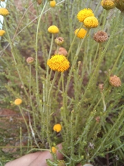 Pentzia globosa