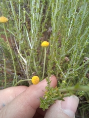 Pentzia globosa