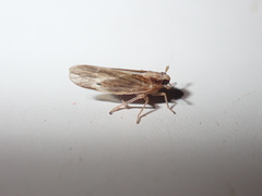 Muellerianella laminalis