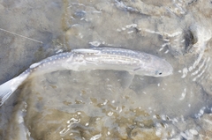 Salvelinus confluentus