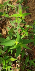 Crusea hispida