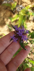 Crusea hispida