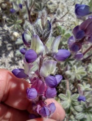 Lupinus concinnus optatus