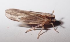 Muellerianella laminalis