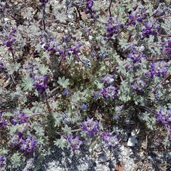Lupinus concinnus optatus