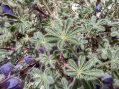 Lupinus concinnus optatus